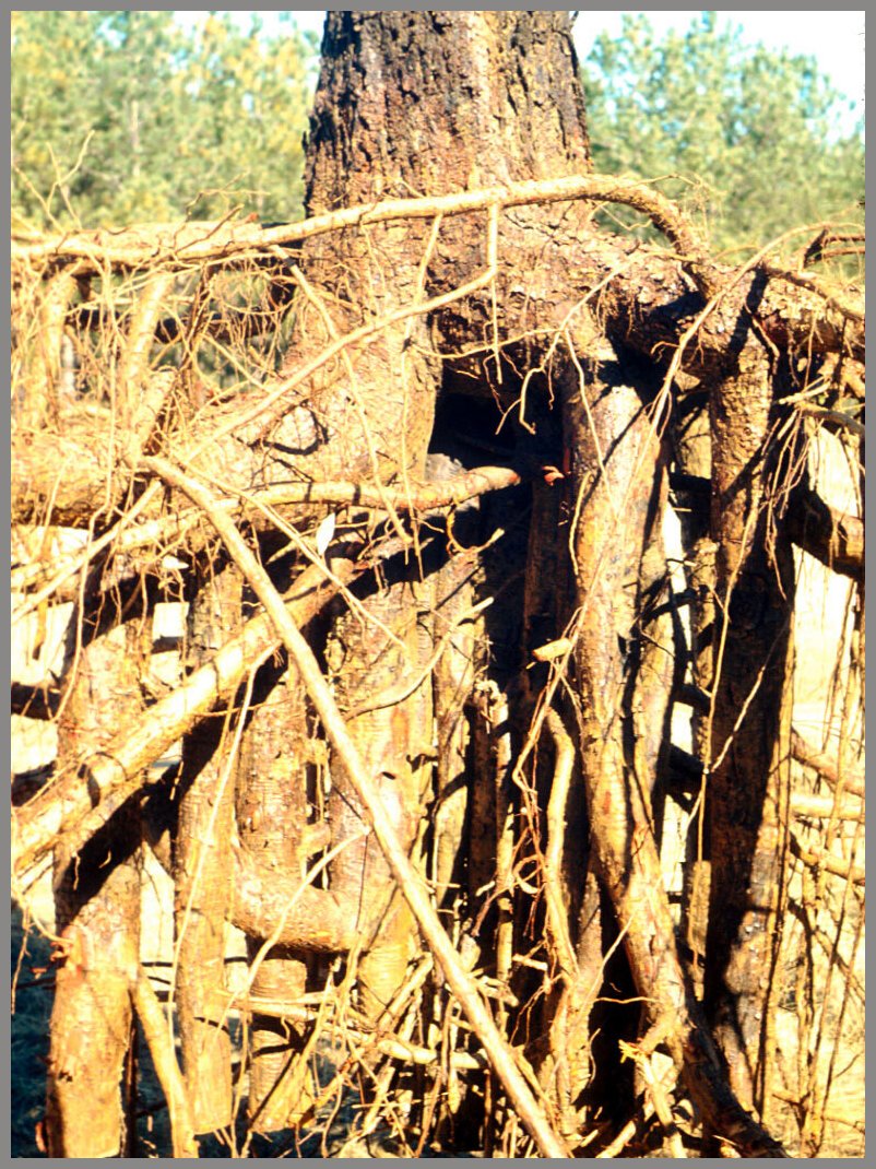 Dictionary MAIN PAGE Text & Grap